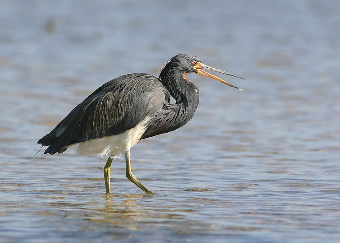 The antics of this Tri-colored Heron made for an amusing morning as John watched it fishing in the waters just off the tidal flats at Fort De Soto Park.