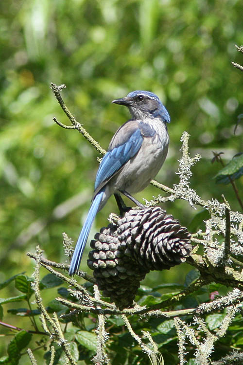 Though a fairly common bird on the Pacific coast of Northern California, the Western Scrub-Jay was nonetheless a new and beautiful bird to John when he made a trip to Monterey.