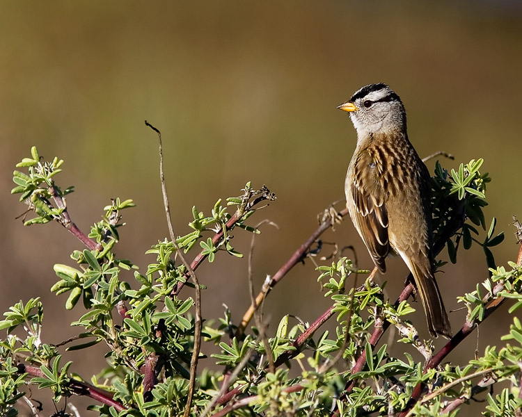 One of John's favorite sights (and sounds) on a trip to the California coast is the bold little White-crowned Sparrow which pops up alongside what seems to be every parking lot or footpath.