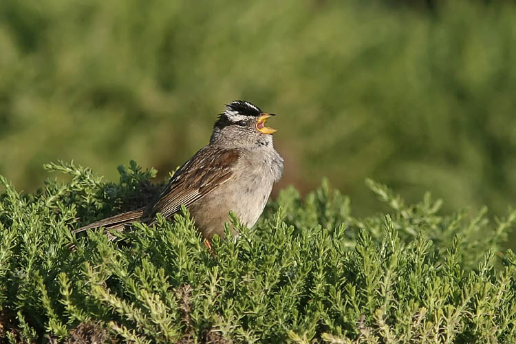 This vocal little songbird was one of the first John spotted on a recent trip to the Monterey peninsula.  The many White-crowned Sparrows he saw seemed to prefer perching in the thick, hedge-like foliage along the rocky coastline.