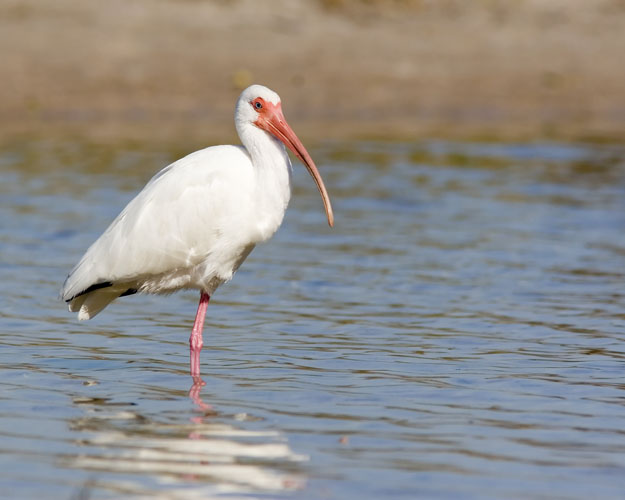 Finding a White Ibis out in open water that made for a good photograph was a special delight for John; all of his previous sightings of the birds had been amongst the weeds and brush at the edge of swampland, yielding unacceptably cluttered photos.