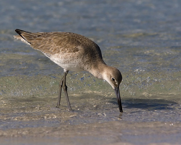 Several flocks of Willets scoured the shores of Fort De Soto Park on the morning John and Beth visited. The birds plucked tiny mollusks from the sand, apparently swallowing the colorful bivalves whole.