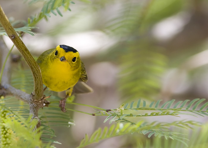 This little Wilson's Warbler peeked out from around one of the trees near the Anza-Borrego Desert State Park's nature center in Borrego Springs, California.
