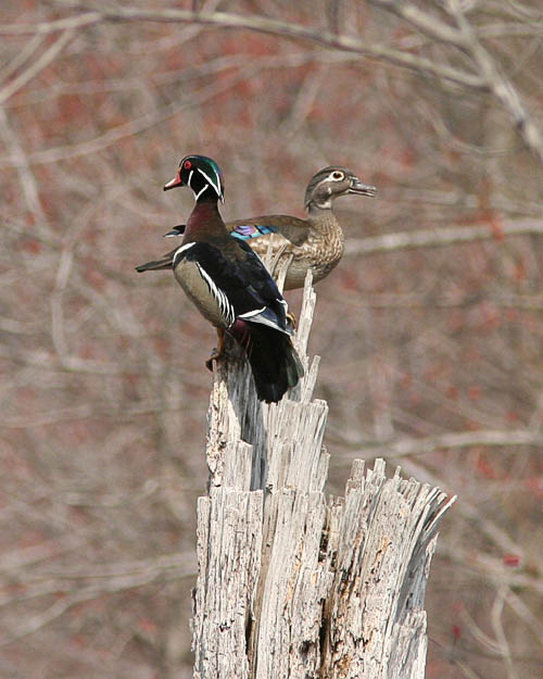 Wood Ducks are perching ducks, so it's not surprising to have found this pair atop a dead tree in the swamps of Huntley Meadows Park.  John was very excited to have captured this pose.