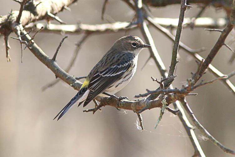 On a recent trip to visit John's parents in West Virginia, John spotted a bird with a bright yellow tail patch that neither he nor Beth could identify immediately, and unfortunately, John had not been able to get a good photograph of the bird, either.  Beth's friend Adam quickly ID's the bird as a Yellow-Rumped Warbler, the most common warbler seen in the US, and on a subsequent trip to Huntley Meadows, John and Beth found an entire flock of the tiny birds flitting around a clearing--leaving the two to wonder how they'd missed seeing this beautiful bird before.